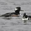 hooded-mergansers-males-eating-stickleback