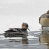 hooded-mergansers
