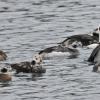 long-tailed-duck-male-showing-off