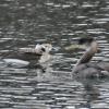 long-tailed-duck-meets-red-necked-grebe-d-300