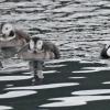 long-tailed-ducks-in-a-row