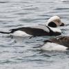 long-tailed-ducks-winter-plumage