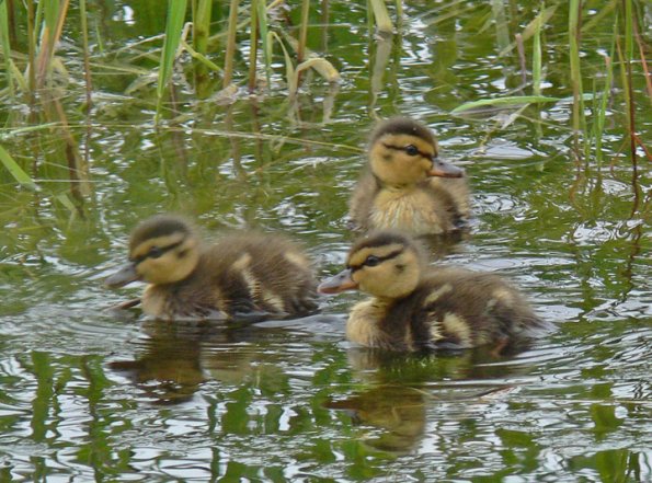 mallard-chicks