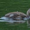 mallard-duckling-with-food