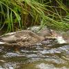 mallard-eating-flesh-from-sockeye-salmon