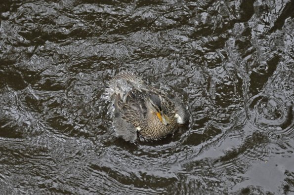 mallard-female-bathing-3