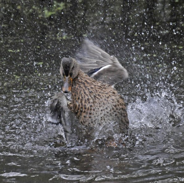 mallard-female-bathing