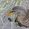 mallard-female-eating-floating-maggots