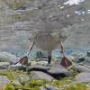 mallard-female-underwater-grab-frame-from-go-pro-video