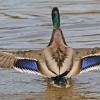 mallard-male-1