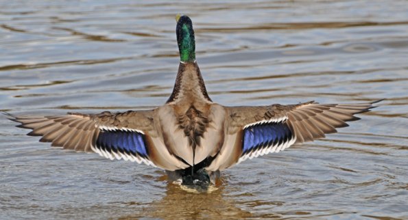 mallard-male-1