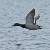 mallard-male-in-flight