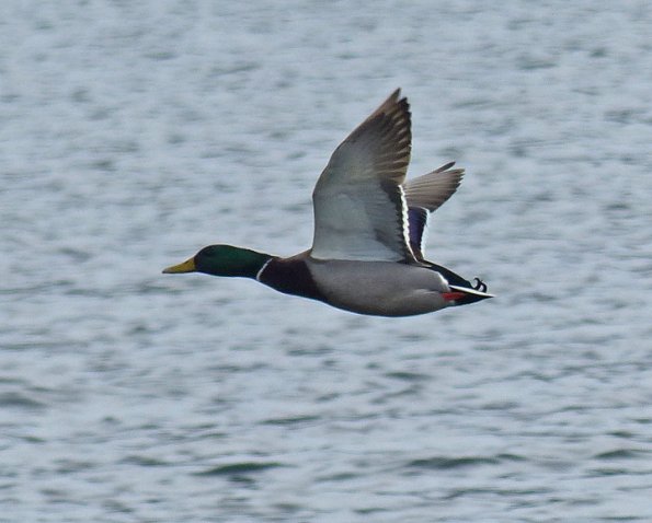 mallard-male-in-flight