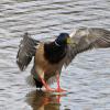 mallard-male-landing