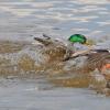 mallard-males-fighting-over-female