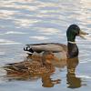 mallard-pair