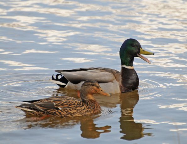 mallard-pair