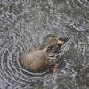 mallard-young-preening-in-the-rain