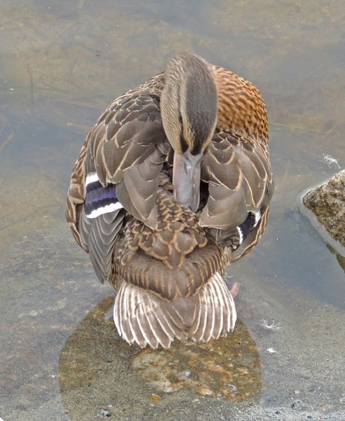 mallard-youngster-preening