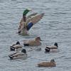 mallards-and-gadwall