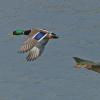 mallards-male-left-and-female-in-flight