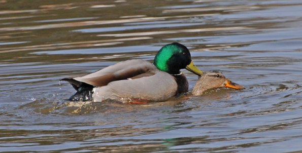 mallards-mating