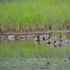 mallards-sleeping-at-pioneer-marsh-in-juneau