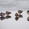 mallards-standing-on-ice-at-twin-lakes