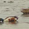 northern-shoveler-male-and-female