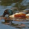 northern-shoveler-male-feeding