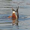 northern-shoveler-male-really-feeding