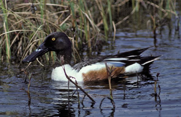 northern-shoveler-male