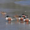 northern-shovelers