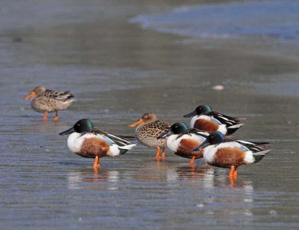northern-shovelers
