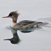 red-breasted-merganser-female-in-winter
