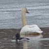 ring-necked-duck-male-and-trumpeter-swan