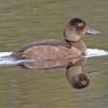 ring-necked-duck-portrait