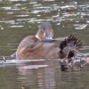 ring-necked-duck-preening