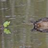ring-necked-duck-with-leaves