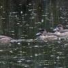 ring-necked-ducks-in-the-pouring-rain