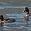 ring-necked-ducks-twin-lakes-october