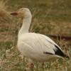snow-goose-adult-1