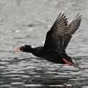 surf-scoter-male-in-flight