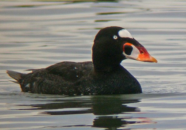 SAMSUNG DIGITAL CAMERA