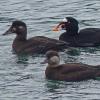 surf-scoters-and-black-scoter
