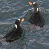 surf-scoters-male-1