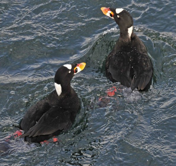 surf-scoters-male-1