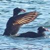 surf-scoters-males