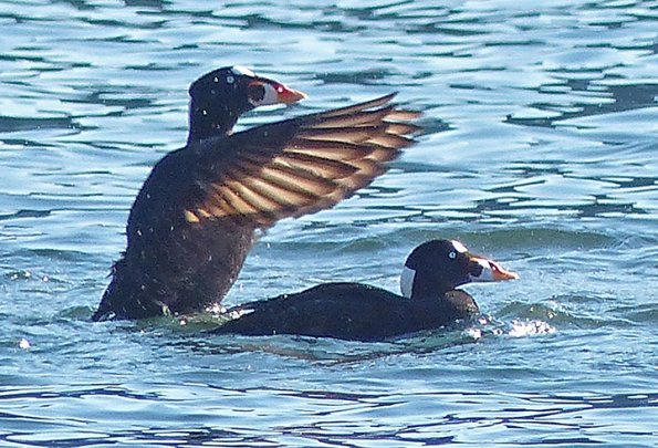 surf-scoters-males