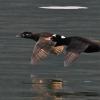 surf-scoters-pair-in-flight
